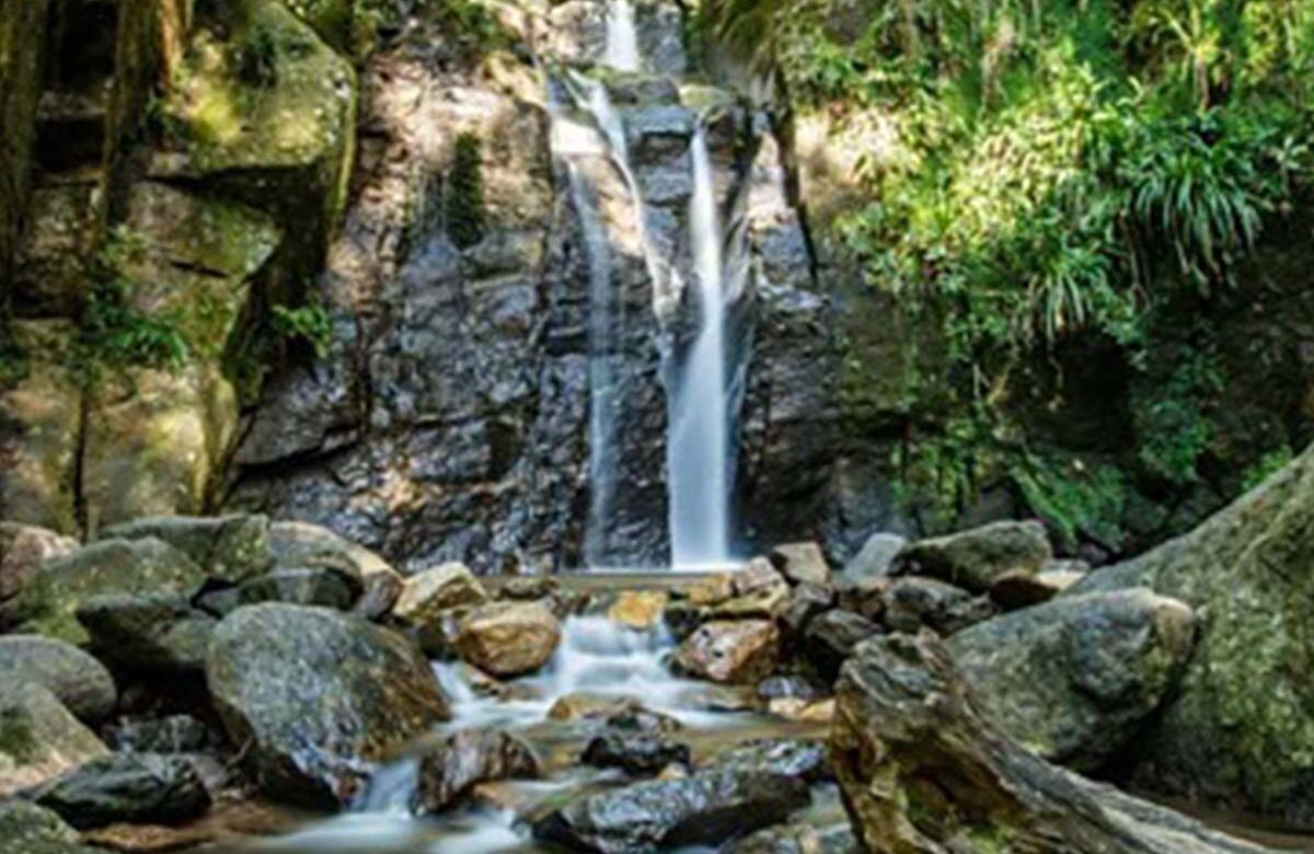 Tijuca National Park: Efforts to Rewild the World’s Largest Urban Forest