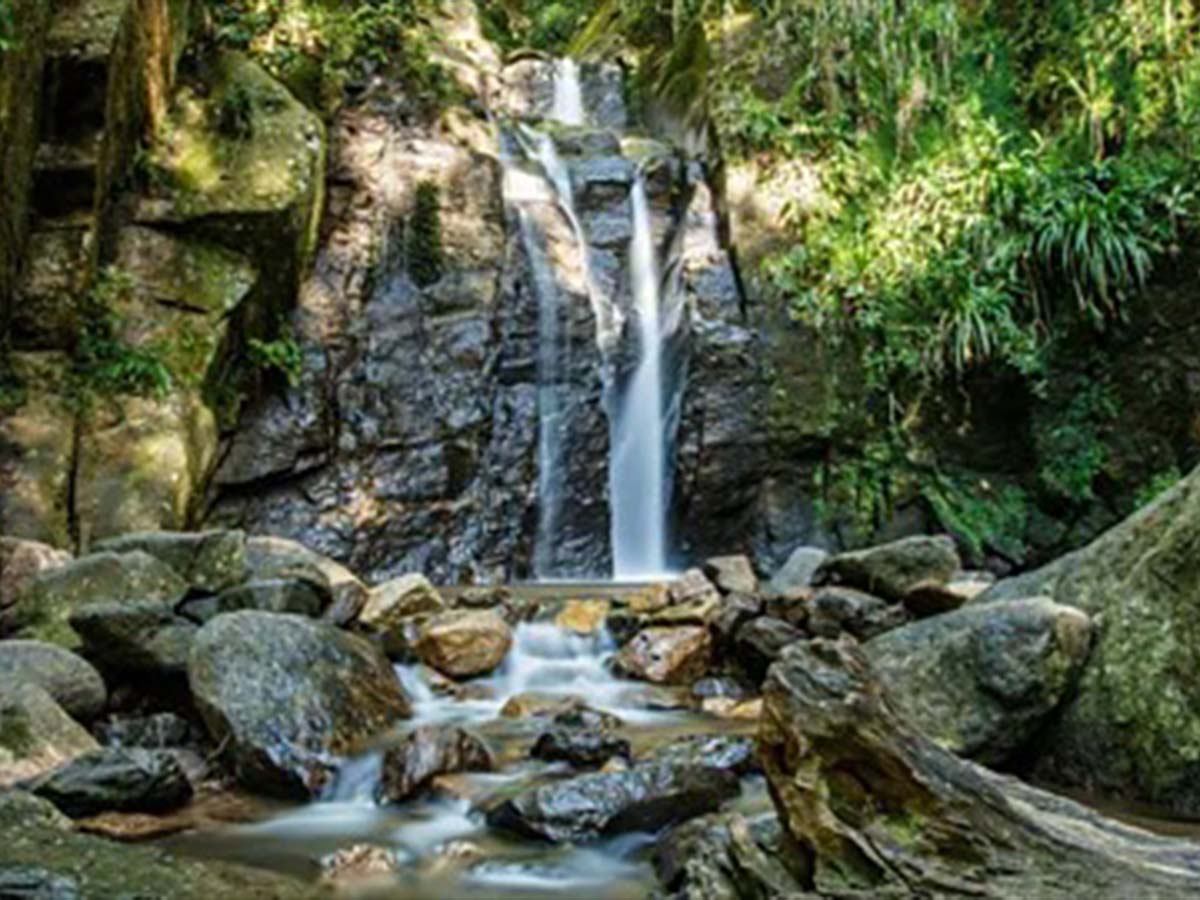 Tijuca National Park: Efforts to Rewild the World’s Largest Urban Forest