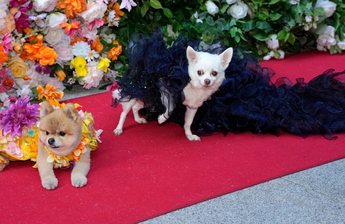 Pet Gala Red Carpet This Year’s Best-Dressed Dogs