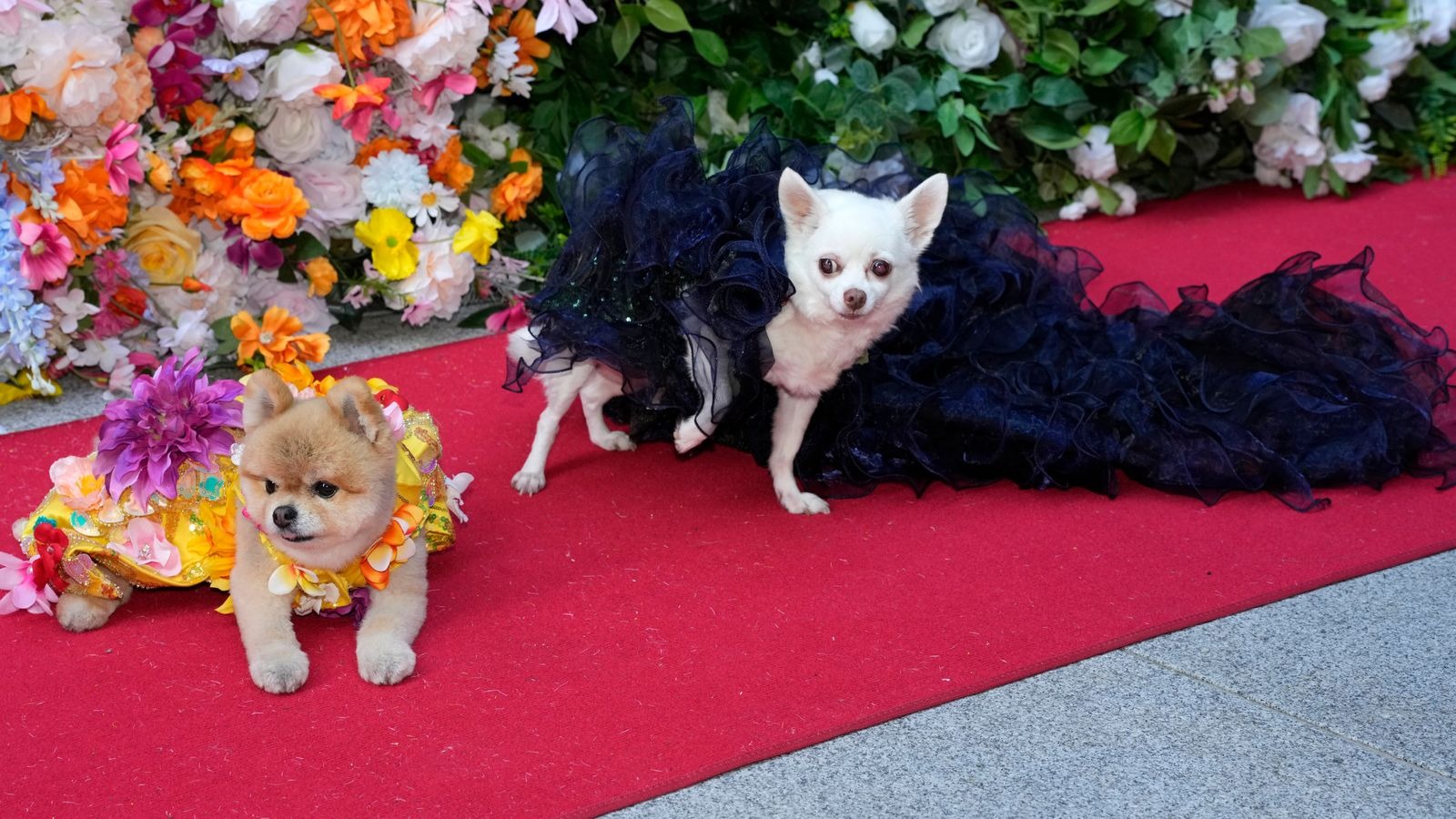  Pet Gala Red Carpet This Year’s Best-Dressed Dogs