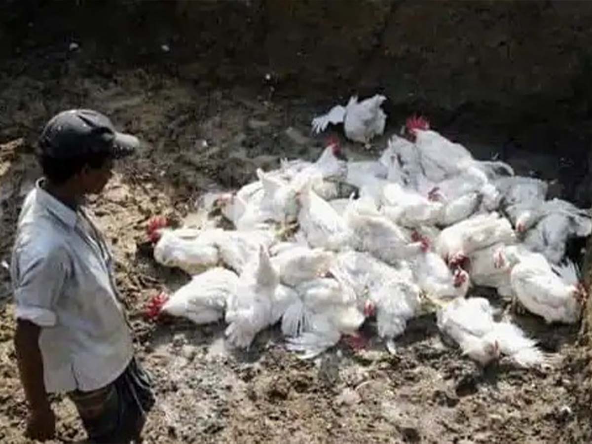  Animal Bird Flu Epidemic: A Warning for Human Health