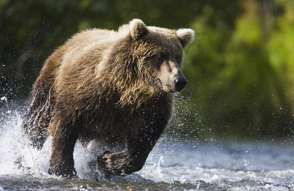 Bear Attack Survival Guide – And Prevention Tips