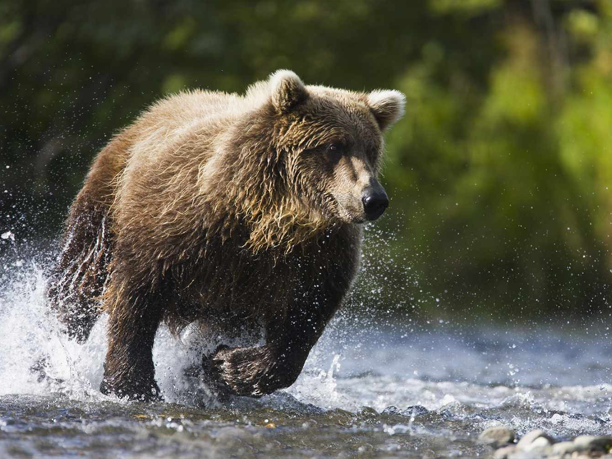 Bear Attack Survival Guide – And Prevention Tips