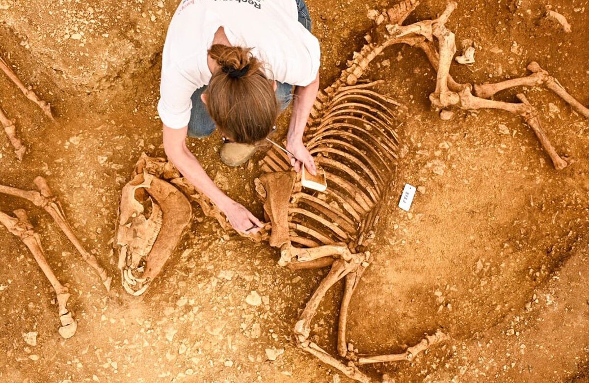 Archaeologists Uncover Ancient Horse Remains Buried for 2,000 Years